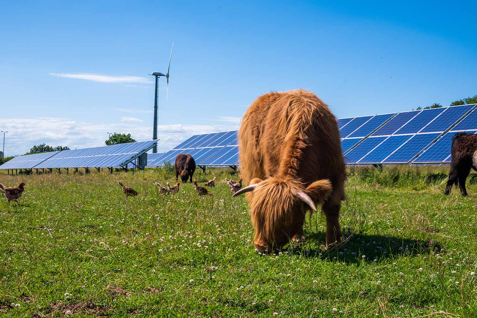 Une vache écossaise broute dans un champ avec des panneaux solaires et une éolienne en arrière-plan sous un ciel bleu clair.
